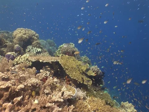 Coral Reef Stock Footage 98725075