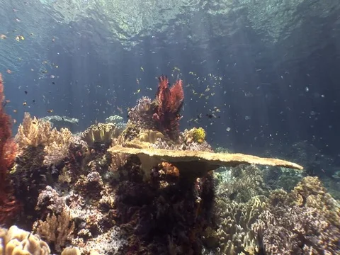 Coral Reef Stock Footage 98725457