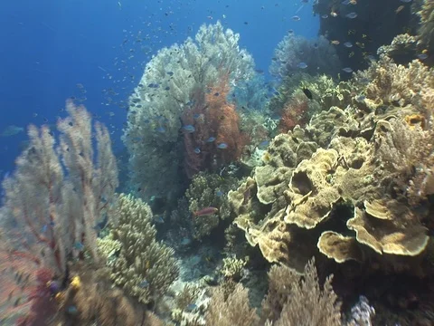 Coral Reef Stock Footage 98725536