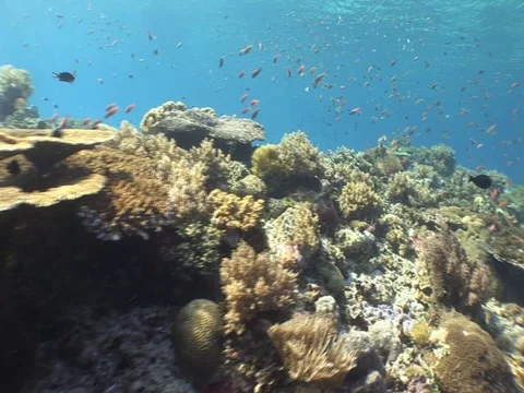 Coral Reef Stock Footage 98725913