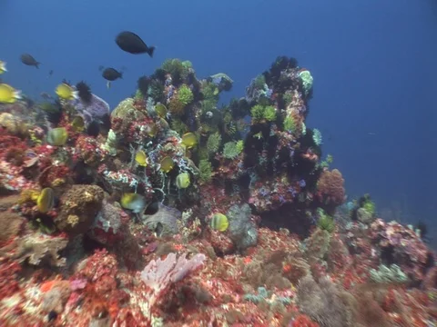 Coral Reef Video stock 98725914