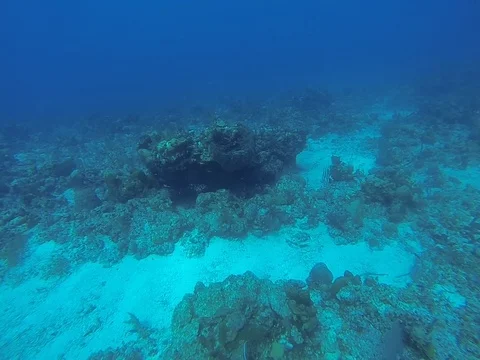 Coral Reef Stock Footage 101450848