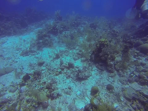 Coral Reef Stock Footage 101451097