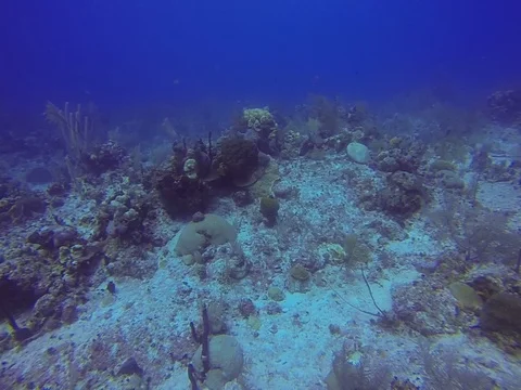 Coral Reef Stock Footage 101451141