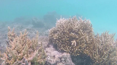 Coral Reef Stock Footage 113595575
