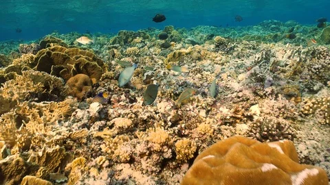 Coral reef 스톡 동영상 126712480