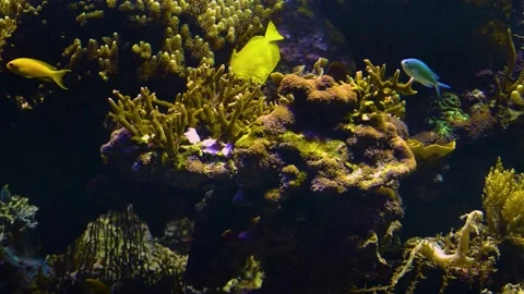 Coral reef  Stock Footage 139654518