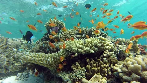 Coral reef Stock Footage 143487513