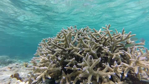 Coral reef Stock Footage 143487788