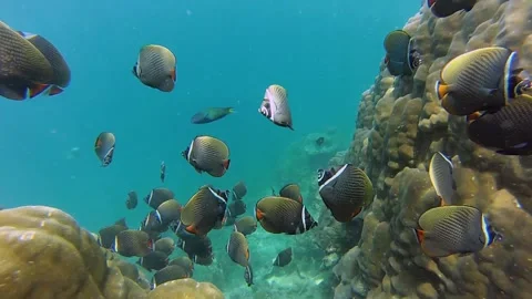 Coral reef Stock Footage 143487838