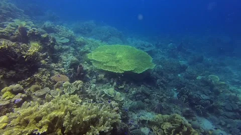 Coral reef Stock Footage 154854730