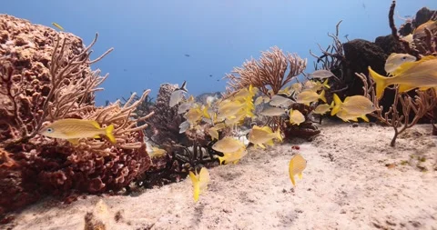 Coral Reef Stock Footage 249550657