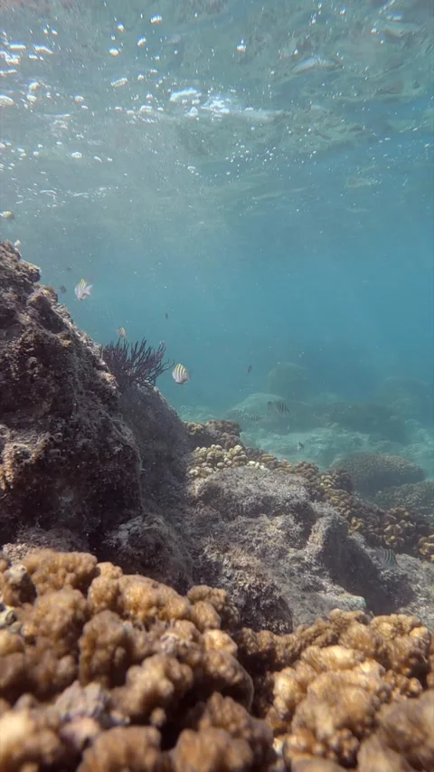 Coral Reef Stock Footage 278771821
