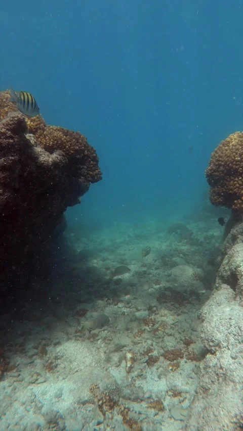 Coral Reef Video stock 278824160