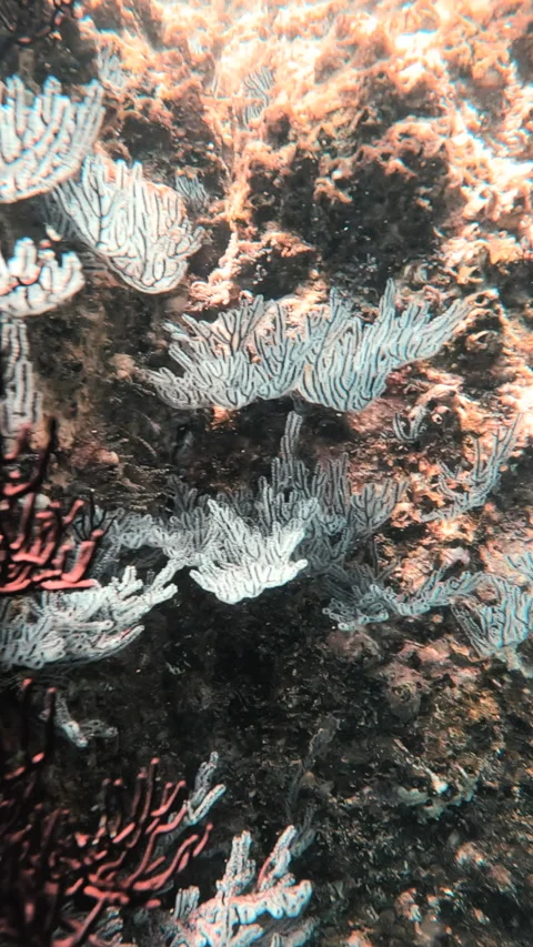 Coral Reef Video stock 278833449