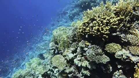 Coral Reef Stock Footage 280429101