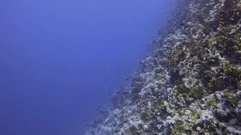 Coral Reef Stock Footage 280431467