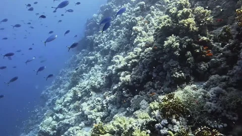 Coral Reef Stock Footage 280681771