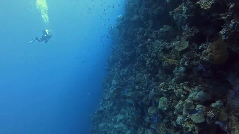 Coral Reef Stock Footage 280682355