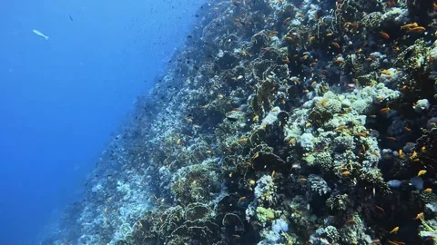 Coral reef Stock Footage 280682472