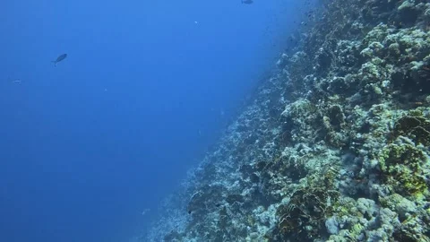 Coral Reef Stock Footage 280682548