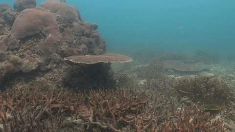Coral reef Stock Footage 281929464