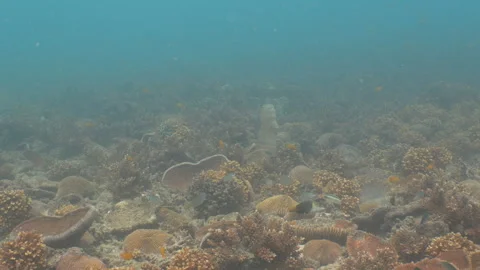 Coral reef Stock Footage 281929612