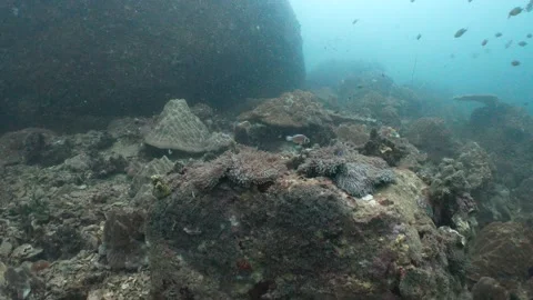 Coral reef Stock Footage 282524281