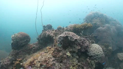Coral reef Stock Footage 282524324