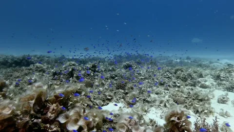 Coral reef Stock Footage 292219866