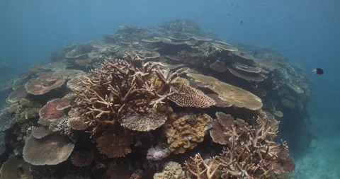 Coral Reef Stock Footage 302885684