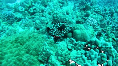 Coral Reef Stock Footage 305731585