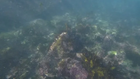 Coral reef Stock Footage 308171693