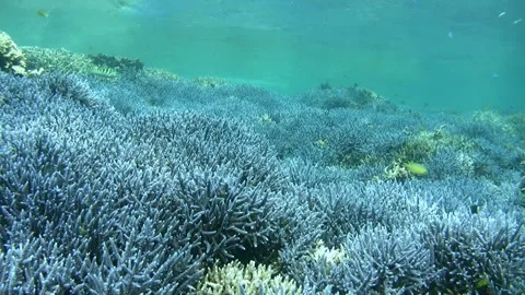 Coral Reef Video stock 327510800