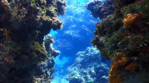 Coral reef formation smooth drift Stock Footage 1095656