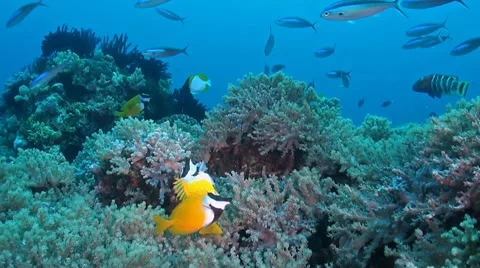 Coral reef with Foxface rabbitfish Stock Footage 42831882
