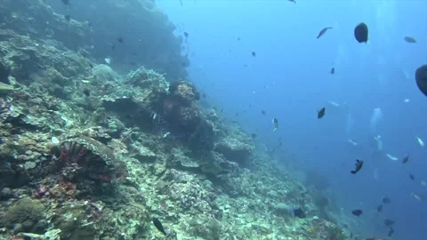 Coral reef gardens Stock Footage 328596168