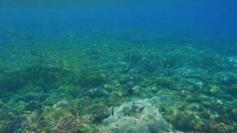 Coral reef gardens Stock Footage 328898883