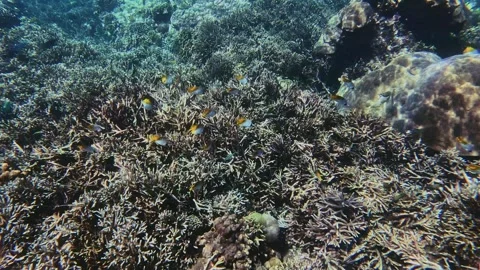 Coral reef gardens Stock Footage 329286202