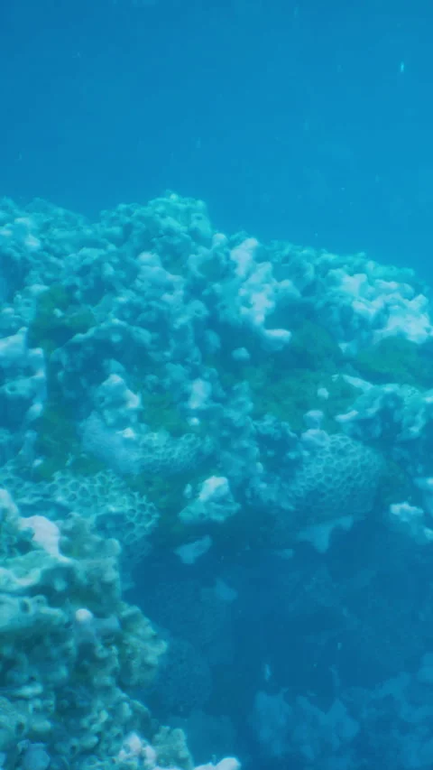 Coral reef with green algae under clear blue water in ocean Vídeos de archivo 341264185