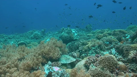 Coral reef with a Hawksbill Turtle and plenty fish 4k Stock Footage