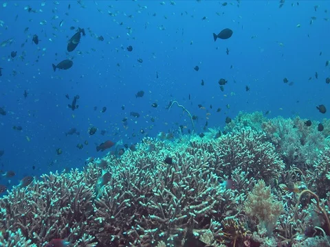 Coral reef with healthy Staghorn corals. 4k Stock Footage