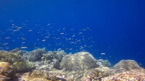 Coral reef in Indonesia Stock Footage 98445179