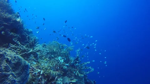 Coral reef in Indonesia Video stock 98571433