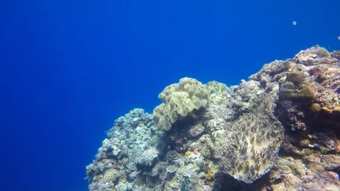 Coral reef in Indonesia Stock-Footage 98572010