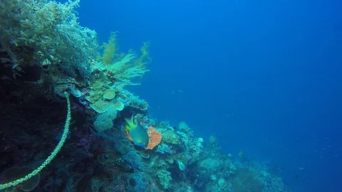 Coral reef in Indonesia Video stock 99072822