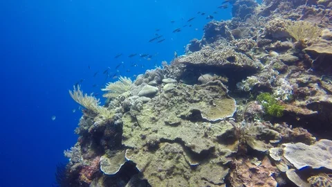 Coral reef in Indonesia Stock-Footage 99133331