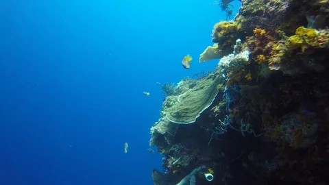 Coral reef in Indonesia Vídeo Stock 99172564