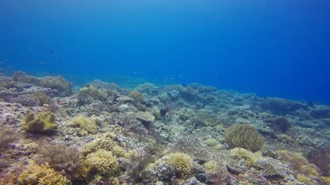 Coral reef in Indonesia Stock-Footage 99225155