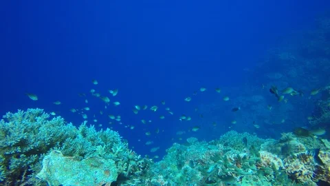 Coral reef in Indonesia Stock-Footage 99324553